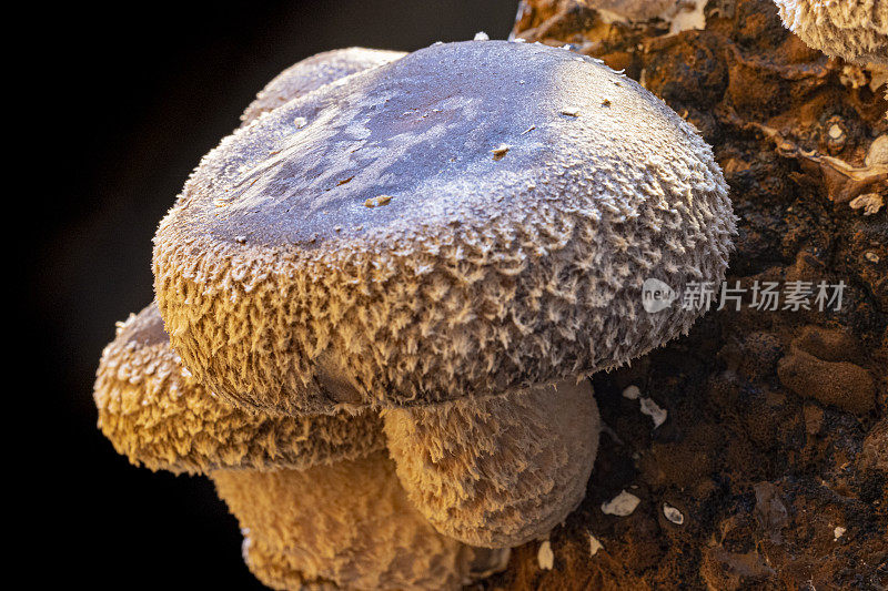 香菇(香菇)(Lentinula edodes)